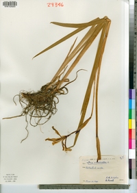 Iris versicolor image