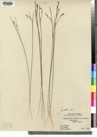 Sisyrinchium atlanticum image