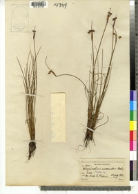 Sisyrinchium mucronatum image