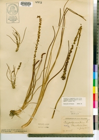 Triglochin maritima image