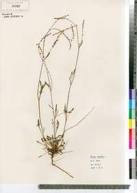 Rumex acetosella image