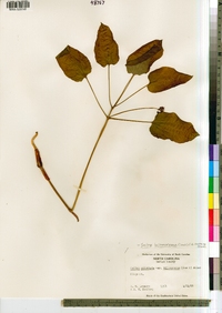 Image of Smilax biltmoreana