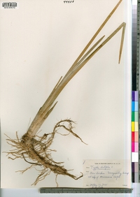 Typha latifolia image