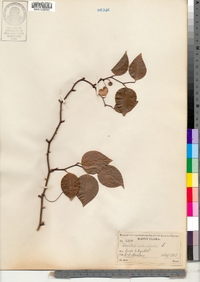 Smilax rotundifolia image