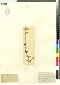 Cerastium fontanum image