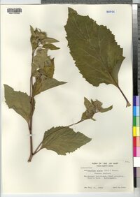 Arctium minus image