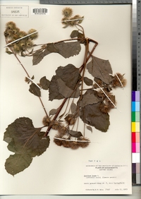 Arctium lappa image