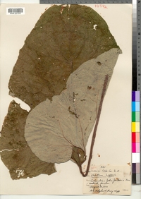 Arctium lappa image