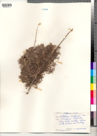 Image of Artemisia californica