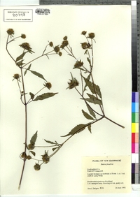 Bidens frondosa image