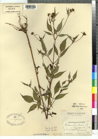 Bidens frondosa image