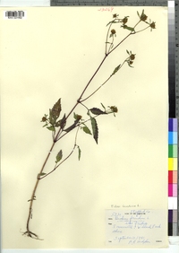 Bidens frondosa image