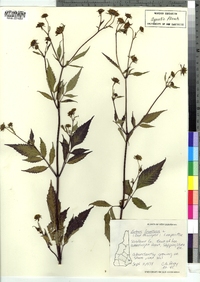 Bidens frondosa image