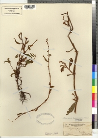 Polygonum hydropiper image