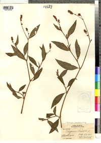 Polygonum persicaria image