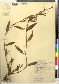 Polygonum persicaria image