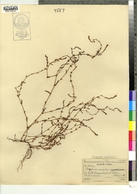 Polygonum aviculare image