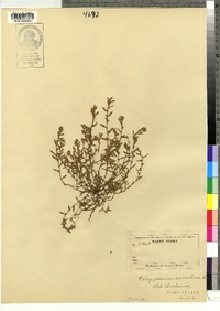 Polygonum aviculare image