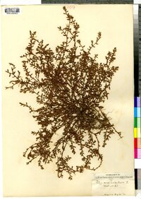 Polygonum aviculare image