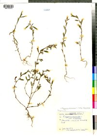 Polygonum aviculare ssp. aviculare image