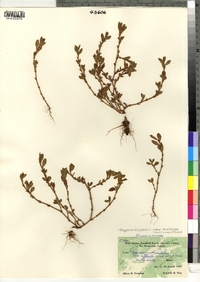 Polygonum buxiforme image