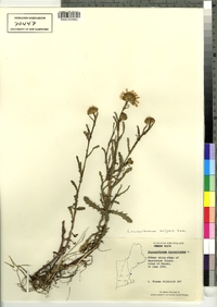Leucanthemum vulgare image