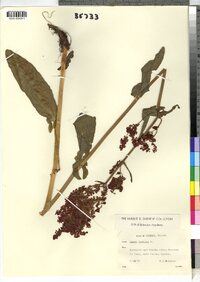 Rumex acetosa image