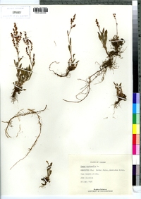 Rumex acetosella image