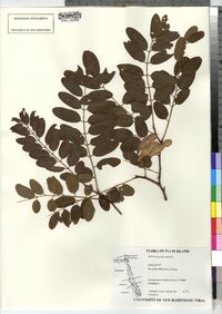 Robinia pseudoacacia image