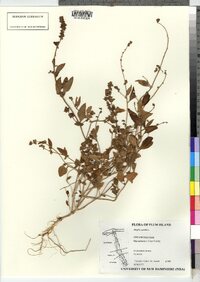 Atriplex patula image