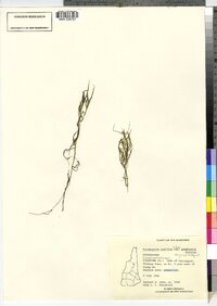 Potamogeton pusillus ssp. gemmiparus image
