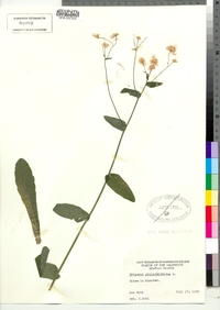 Erigeron philadelphicus image