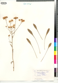 Erigeron strigosus image