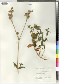 Silene vulgaris image