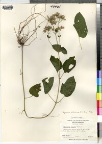 Ageratina altissima image