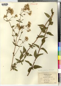 Ageratina aromatica image