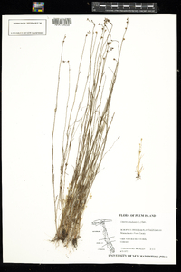 Nuttallanthus canadensis image