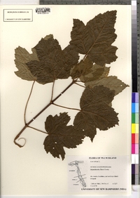 Acer rubrum image