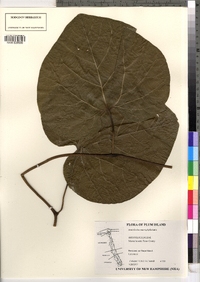 Aristolochia macrophylla image