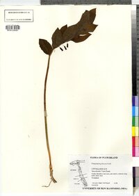 Polygonatum pubescens image