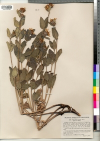 Image of Helianthus pumilus
