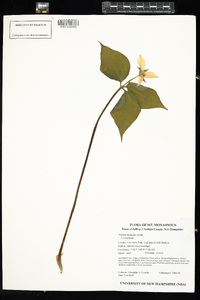 Trillium undulatum image