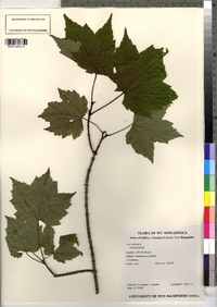 Acer rubrum image