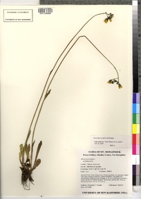 Image of Hieracium cespitosum