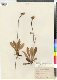 Hieracium flagellare image