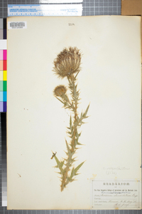 Cirsium vulgare image