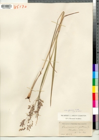 Panicum virgatum image