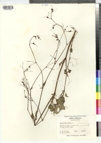 Image of Boerhavia erecta