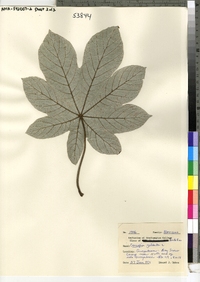 Image of Cecropia peltata