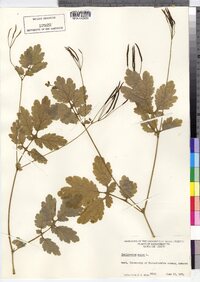 Chelidonium majus image